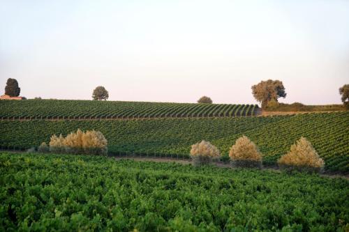 Agroturismo Fattoria Lornano Winery