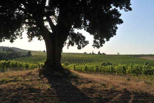 Agroturismo Fattoria Lornano Winery