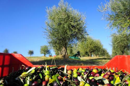 Agroturismo Fattoria Lornano Winery