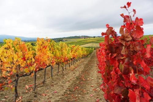 Agroturismo Fattoria Lornano Winery