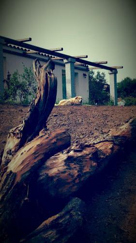 Bed & Breakfast Nacchinono