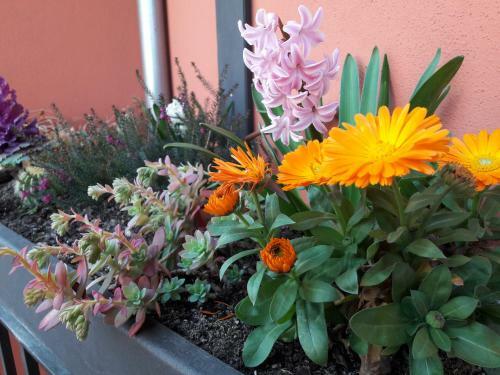 Apartaments Y Habitacions Entre Volcans