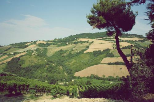 Bed & Breakfast Il Podere Del Nonno