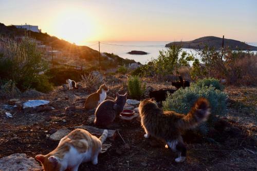 Beautiful Villa In Paradise Syros Greece