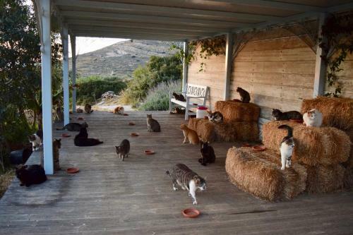 Beautiful Villa In Paradise Syros Greece