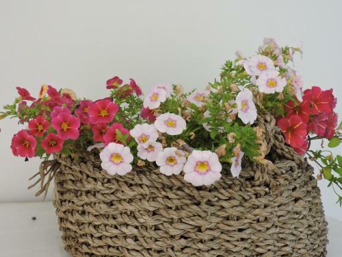 Bed & Breakfast Sogno Mediterraneo