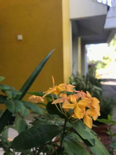 Sun-kissed Holidays Goa-sapphire