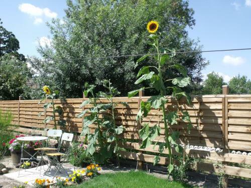 Bed & Breakfast Les Cygnes Noirs