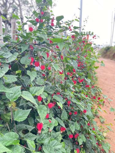 ?� L?t Sunshine Garden