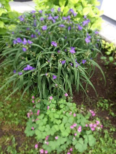 Apartamento White Queen