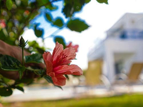 Azzurro Holiday Villa Aphrodite By Sanders