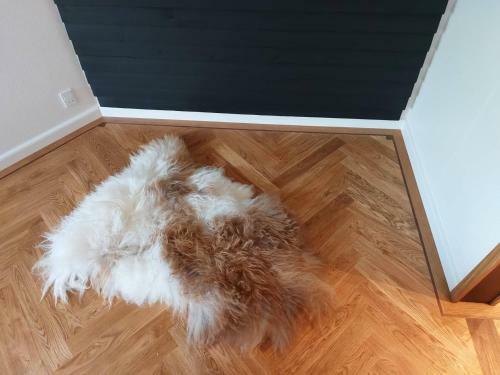 T�rshavn City Apartment