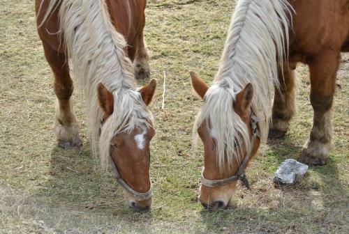Agroturismo Ferme De Sejour Rebuffel