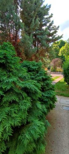 Apartman Green Garden Aran?elovac