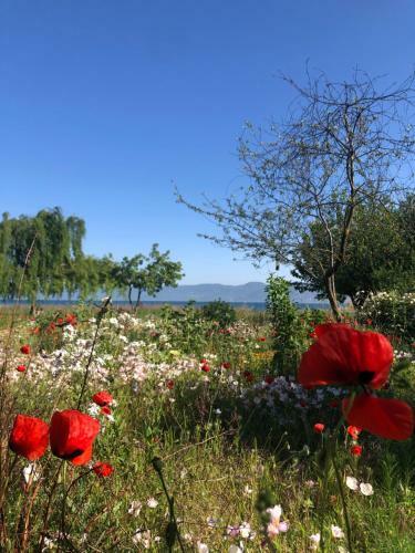 Home On Iznik Lake With Its Own Private Beach