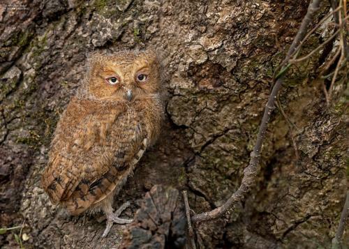Incredible Birding Camp