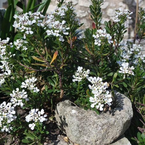 Mas Grimaud G�te