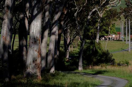 Nalya Kangaroo Valley