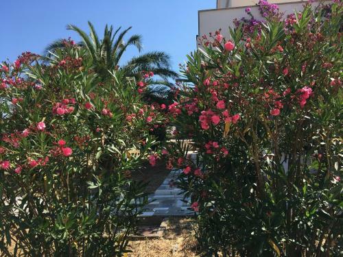 Olive Tree Apartment At Villa Mia In Novalja