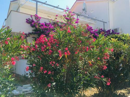 Olive Tree Apartment At Villa Mia In Novalja