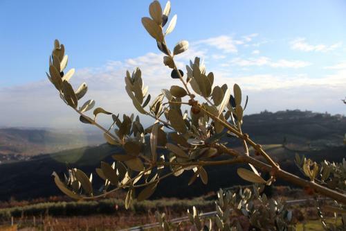 Bed & Breakfast Podere Castagne'