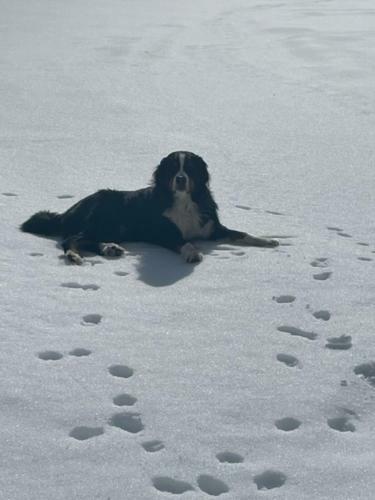 Apartamento Ferienwohnung Collie