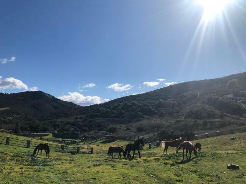 Apartamento 10 Acres Ranch W/ Horses, Pond, And More!