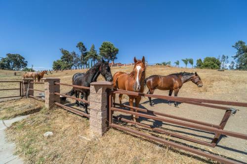 Apartamento 10 Acres Ranch W/ Horses, Pond, And More!