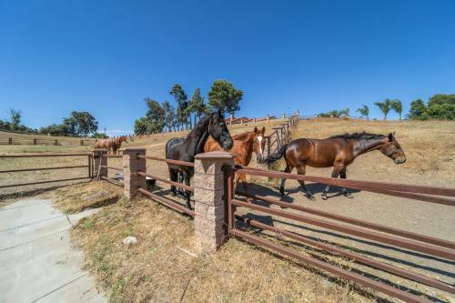 Apartamento 10 Acres Ranch W/ Horses, Pond, And More!