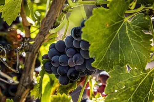 Casale Barossa Valley - Bed & Breakfast