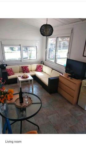 Amaryllis Sweet Home