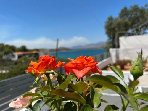 Villa Oceanus Summer House