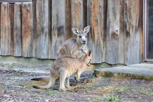 Corrib Woodbine Park