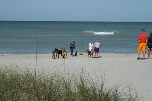 Apartamento Snowy Egret Tropical 1 - Pet Friendly