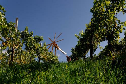 Hotel Weingut Winzerzimmer Rothsch�dl