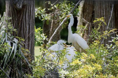 Newly Listed - Saddlebrook Resort - Peaceful Pond Paradise - Pet Friendly