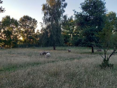 G�te Cocooning Au C?ur De La Nature