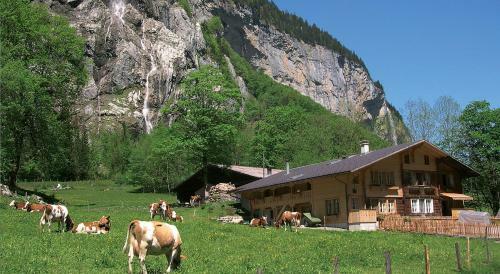 Camping Jungfrau - Holiday Park