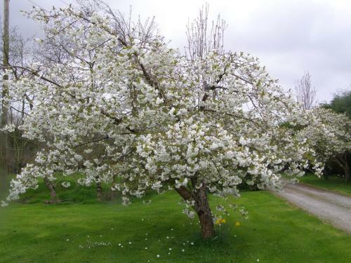 Bed & Breakfast Killurin Lodge