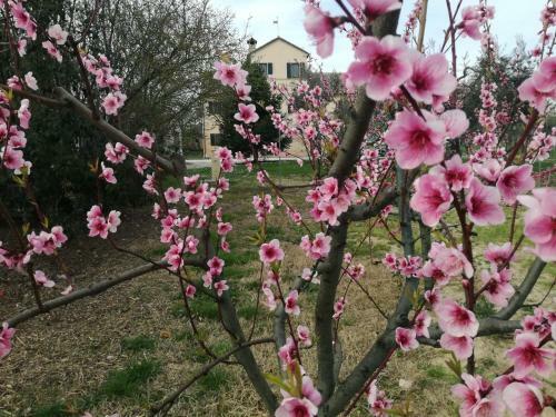 Bed & Breakfast I Ciliegi