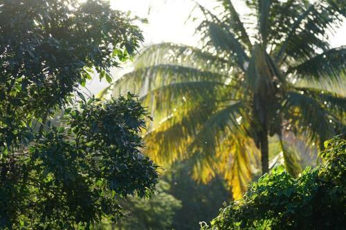 Apartamento Casa Bohique Tropical Rainforest Getaway