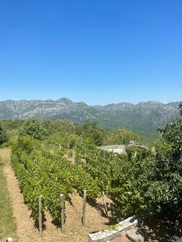 Apartamento House Boskovic - Peaceful & Relaxing