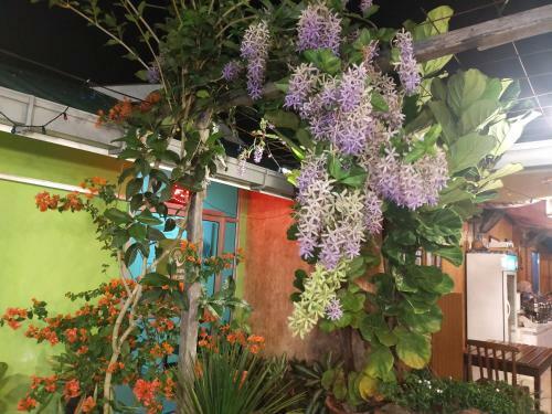 Hostal Langkawi Country Lodge2
