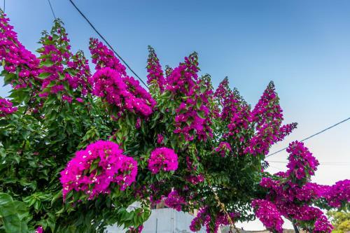 Apartamento Dimitra House - Corfiot Country Side Getaway