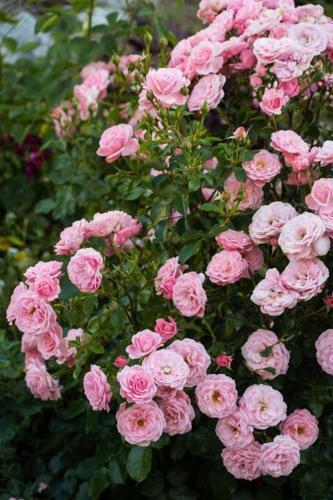 Cheerful 3-bedroom Home In West Kelowna