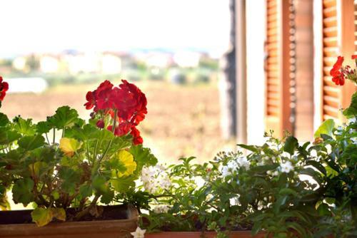 Agroturismo Agriturismo Bellarosa