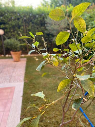 Apartamento Appartamento L'olivo