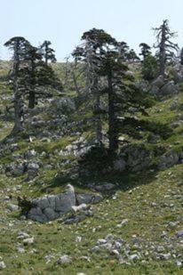 Bed & Breakfast Rifugio Aquila Verde