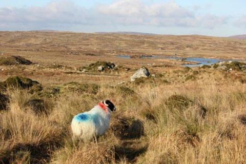 Bed & Breakfast Clifden Bay Lodge