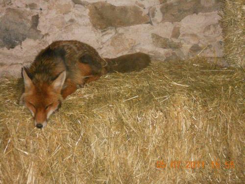 Agroturismo Agriturismo Alle Baite